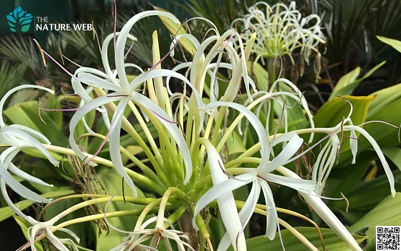 Grand Crinum Lily